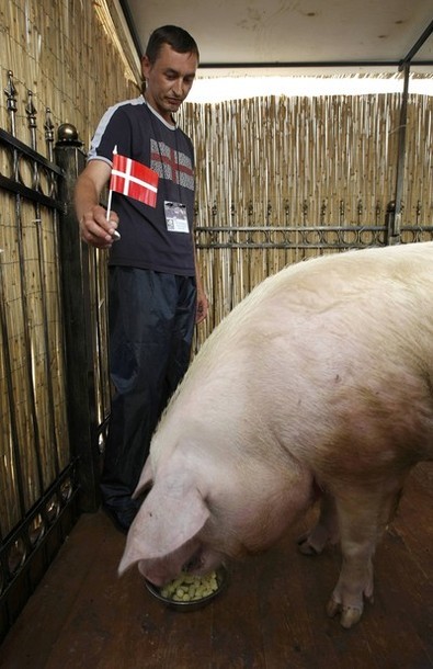 Lợn Lon Funtik đoán Đan Mạch thắng.